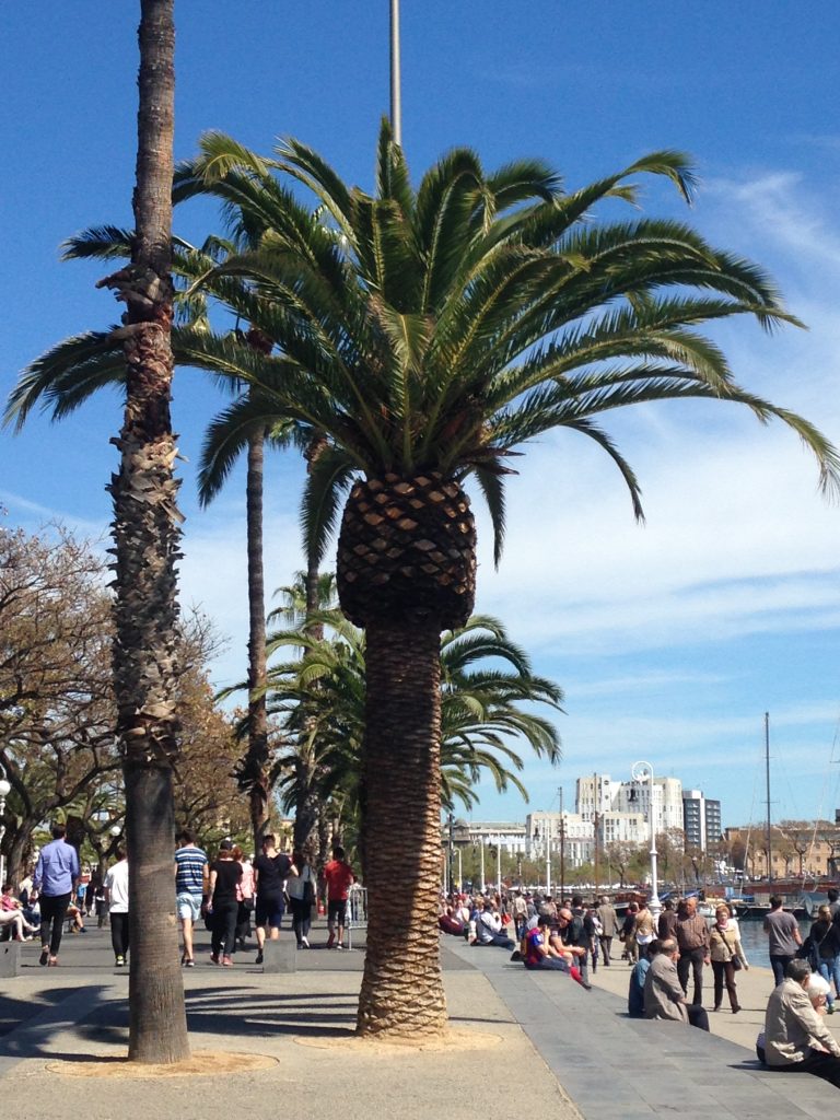 barcelona beach palm tree muslim traveller