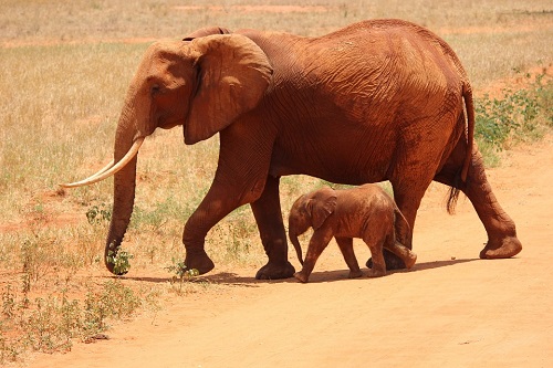 Kenyan Wildlife