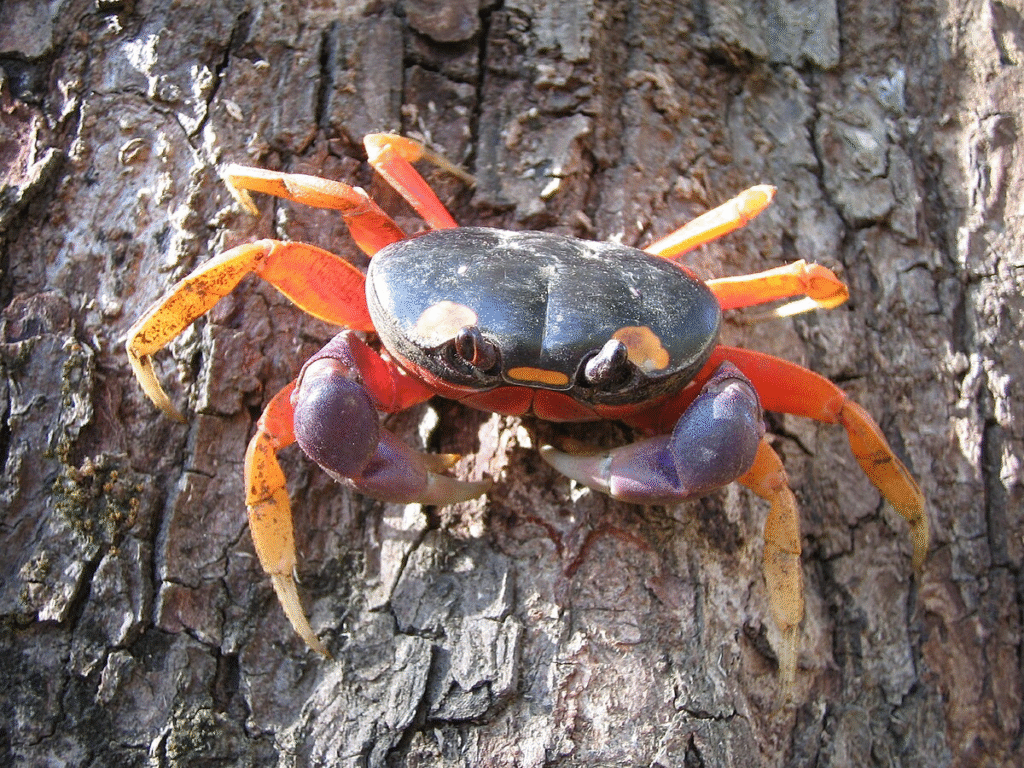 Is Crab Halal?