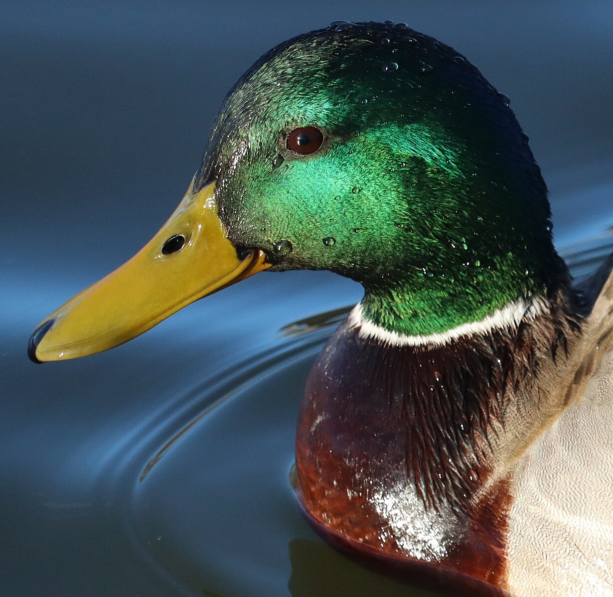 Is Duck Halal