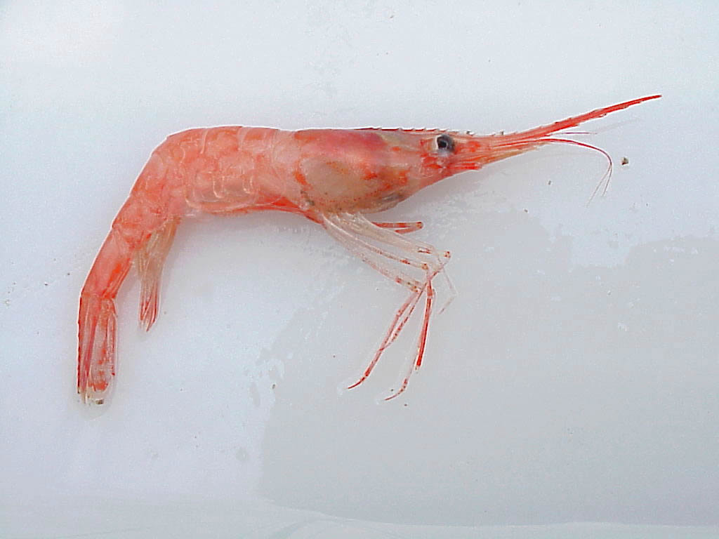 Is Shrimp Halal?