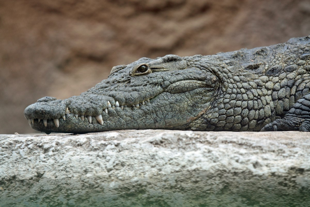Is Crocodile Halal? Original Picture By Leigh Bedford