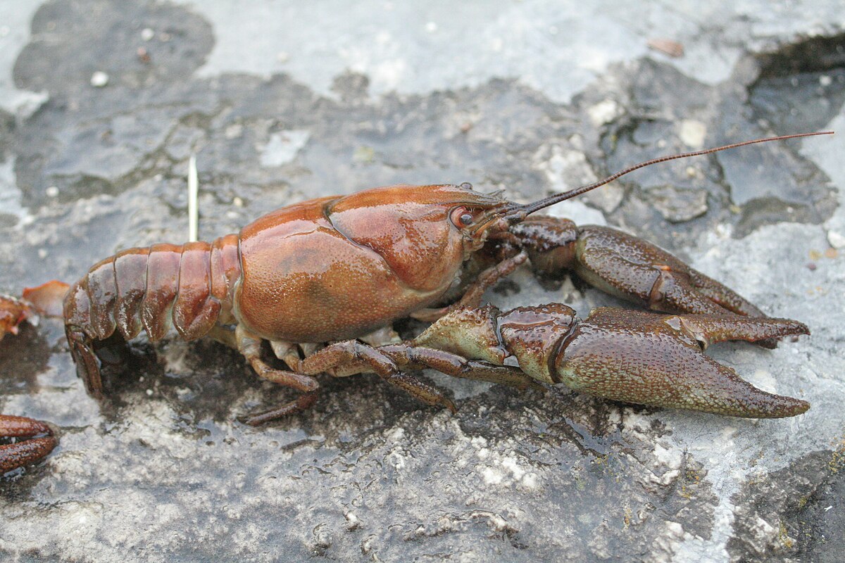 Are Crawfish Halal?
