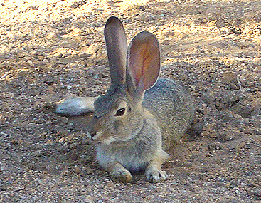 Is Rabbit Halal?