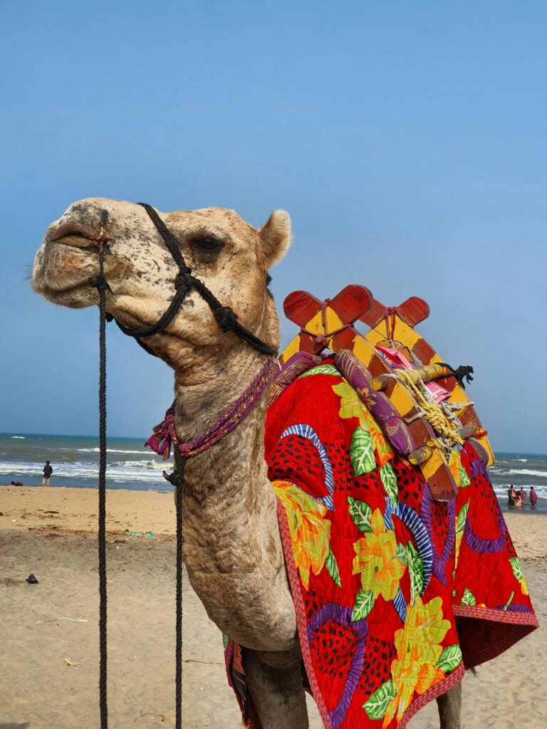 Is Camel Meat Halal?