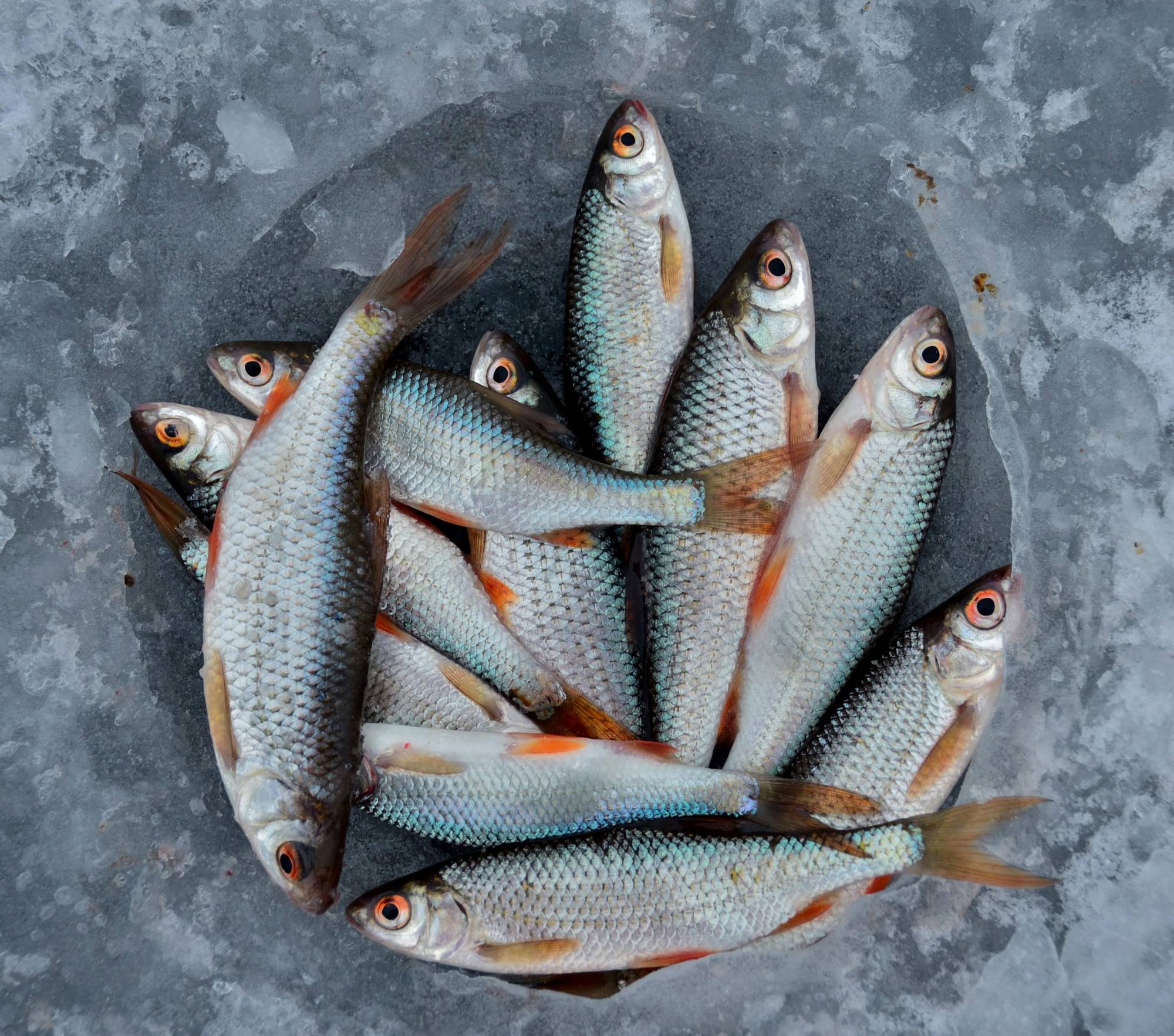 Is Fish Halal?