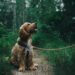 How To Start A Dog Walking Business