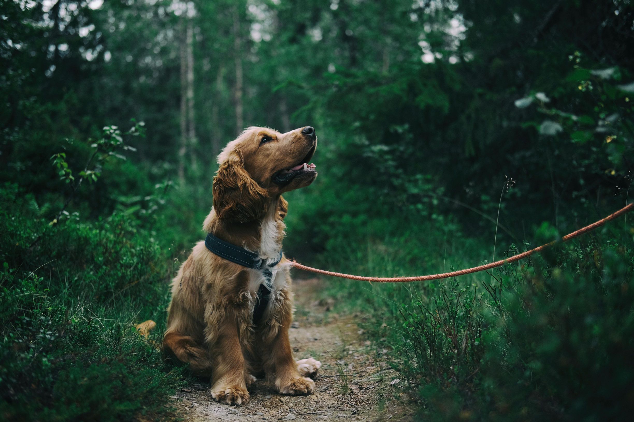 How To Start A Dog Walking Business