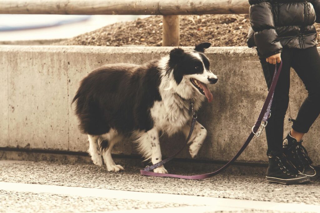 How To Start A Dog Walking Business