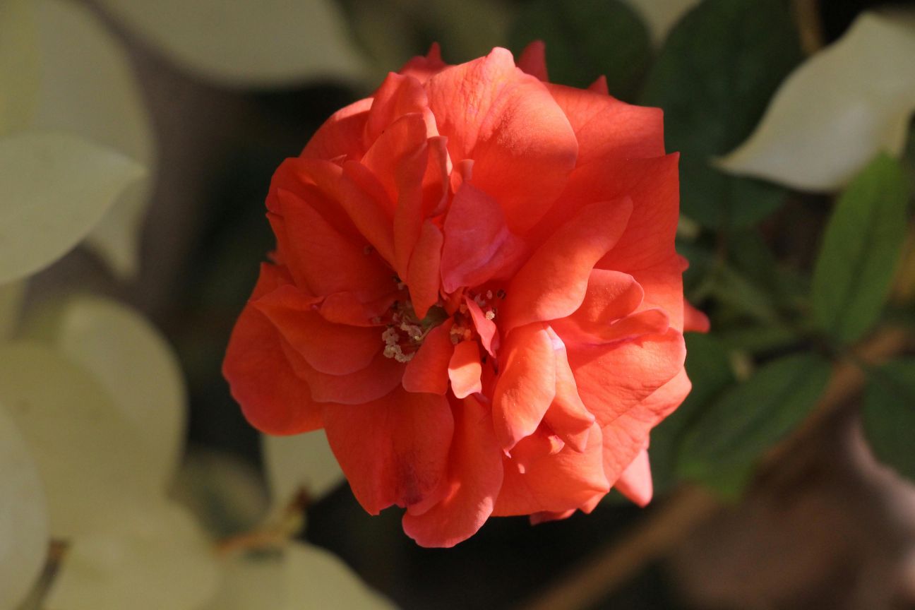 Middle Eastern Perfumes