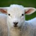 Is New Zealand Lamb Halal?