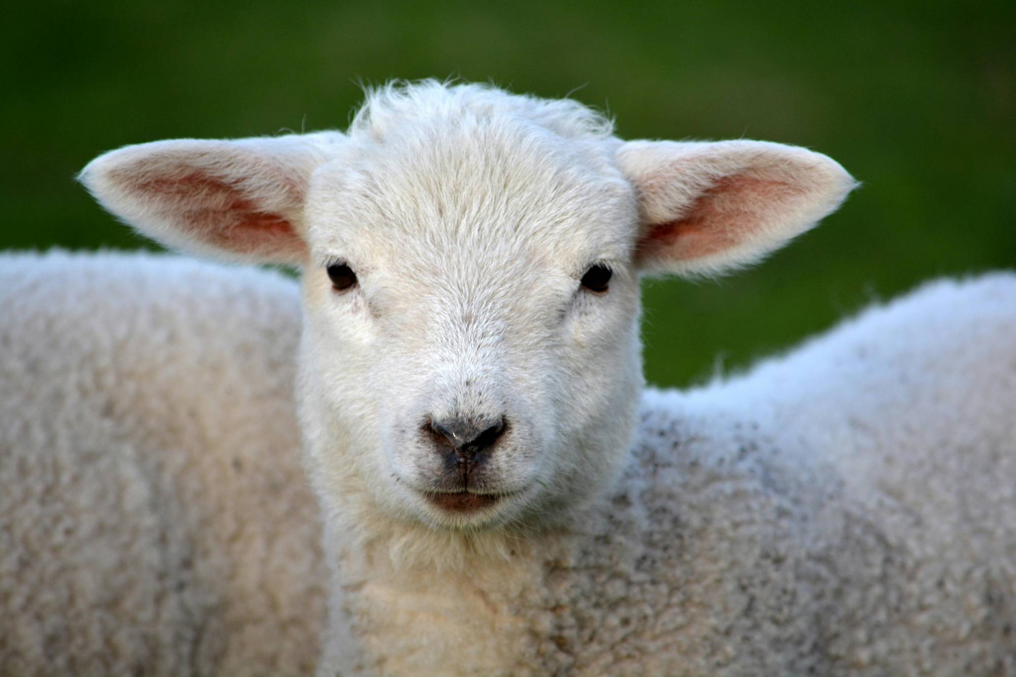 Is New Zealand Lamb Halal